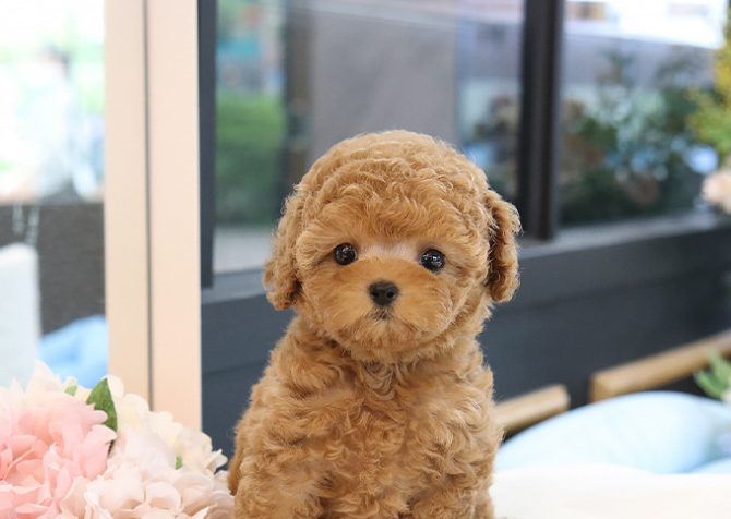 TOY POODLE YAVRULARIM